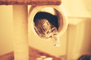 a cute cat photo that is cute