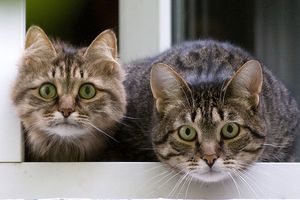a cute cat photo that is cute