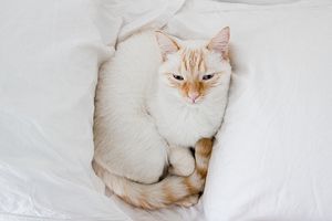 a cute cat photo that is cute
