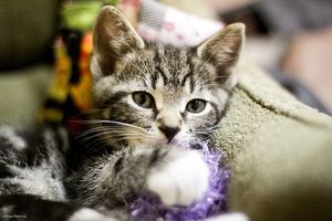 a cute cat photo that is cute