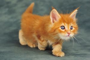 a cute cat photo that is cute