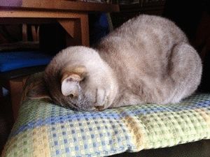 a cute cat photo that is cute