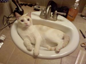 a cute cat photo that is cute